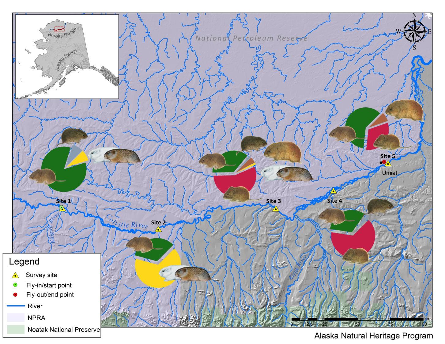 small mammal diversity along the Colville River