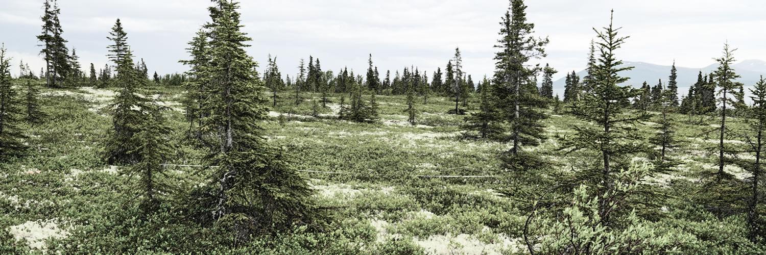 Picea glauca, Vaccinium uliginosum, and Cladonia species growing on a mesic slope near Tikchik Lake