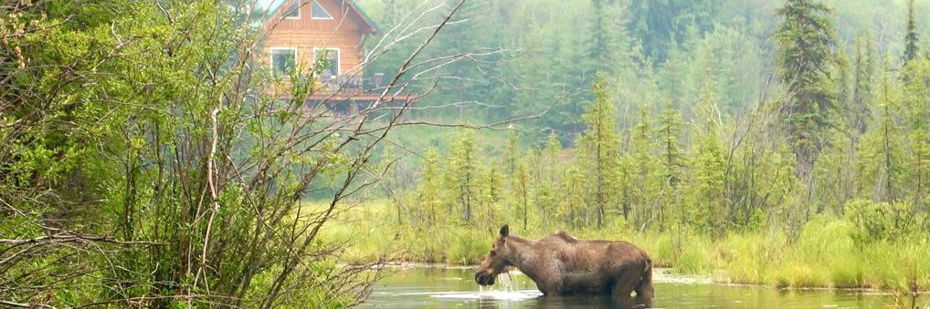 photo of moose near Fairbanks
