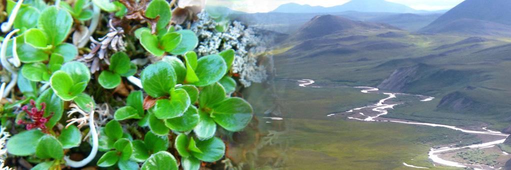 North Slope Rapid Ecoregional Assessment